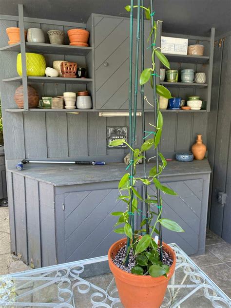 how to grow vanilla indoors.